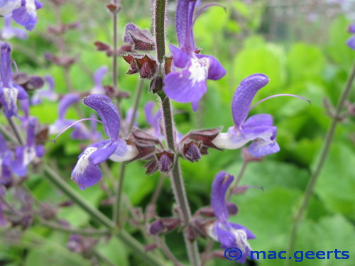 Salvia forskaohlei